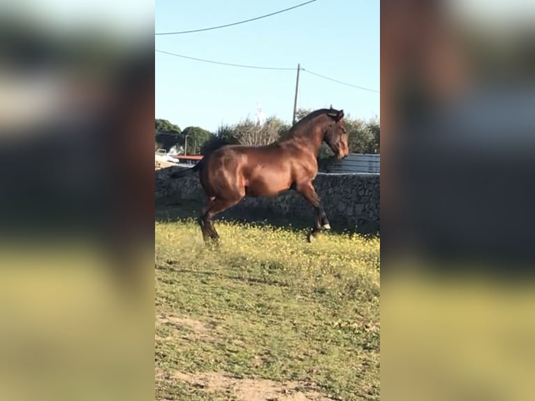 Lusitanien Étalon 2 Ans Bai in Portugal