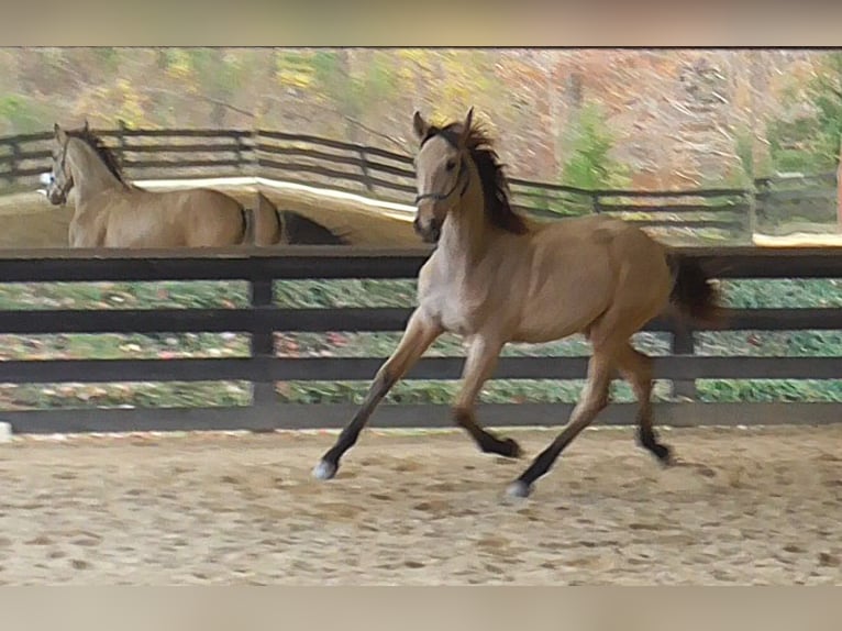 Lusitanien Étalon 2 Ans Buckskin in Commerce, GA