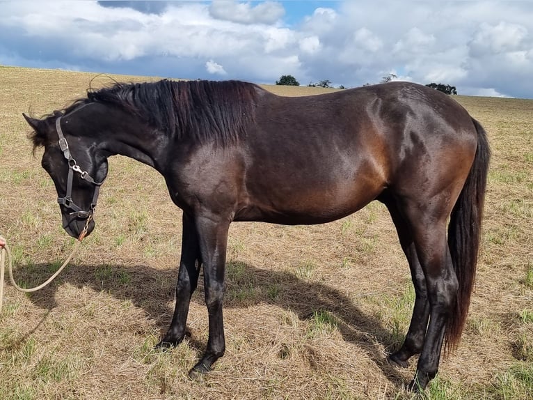 Lusitanien Étalon 2 Ans in Steinsberg