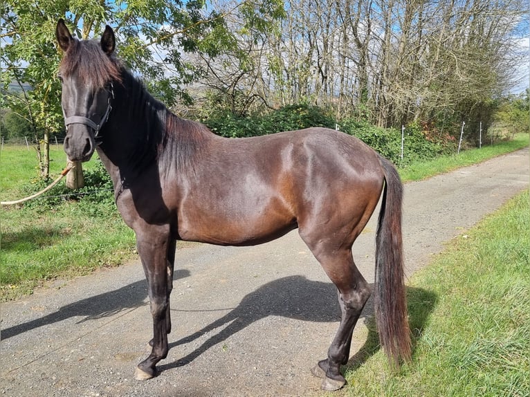 Lusitanien Étalon 2 Ans in Steinsberg