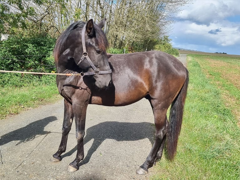 Lusitanien Étalon 2 Ans in Steinsberg