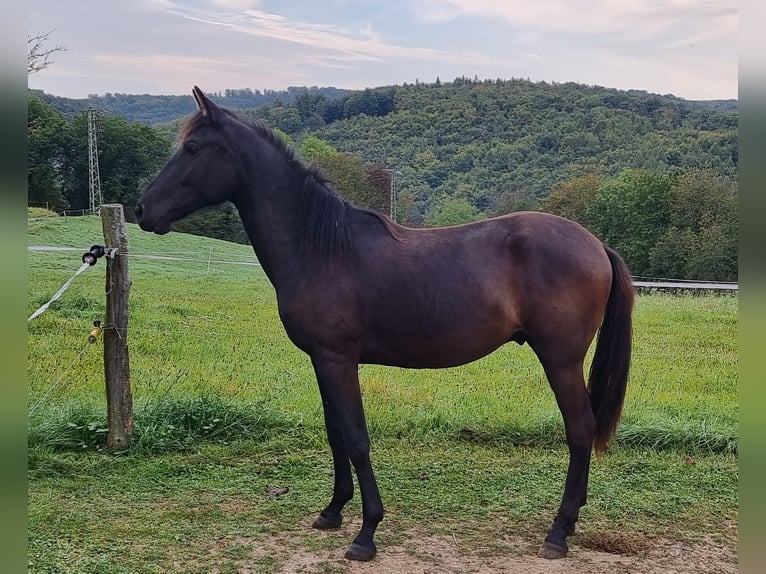 Lusitanien Étalon 2 Ans in Steinsberg