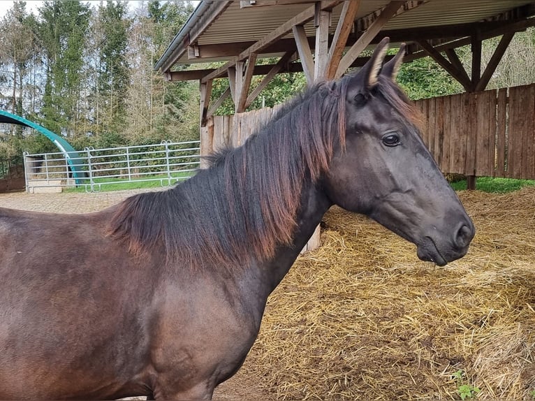 Lusitanien Étalon 2 Ans in Steinsberg