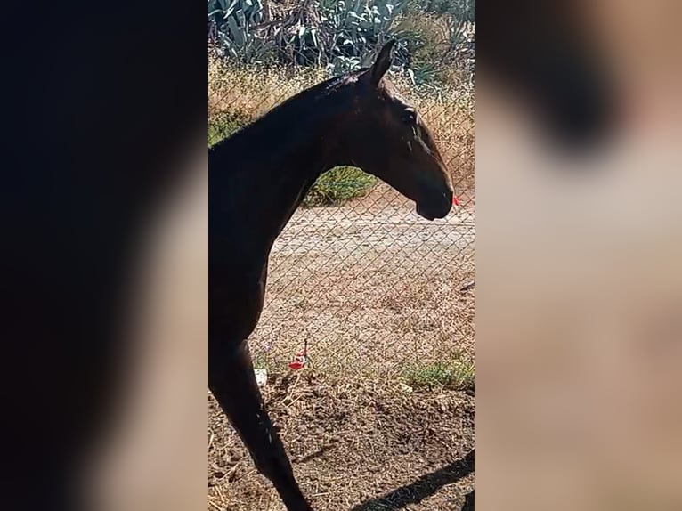 Lusitanien Étalon 2 Ans Gris in Tarifa