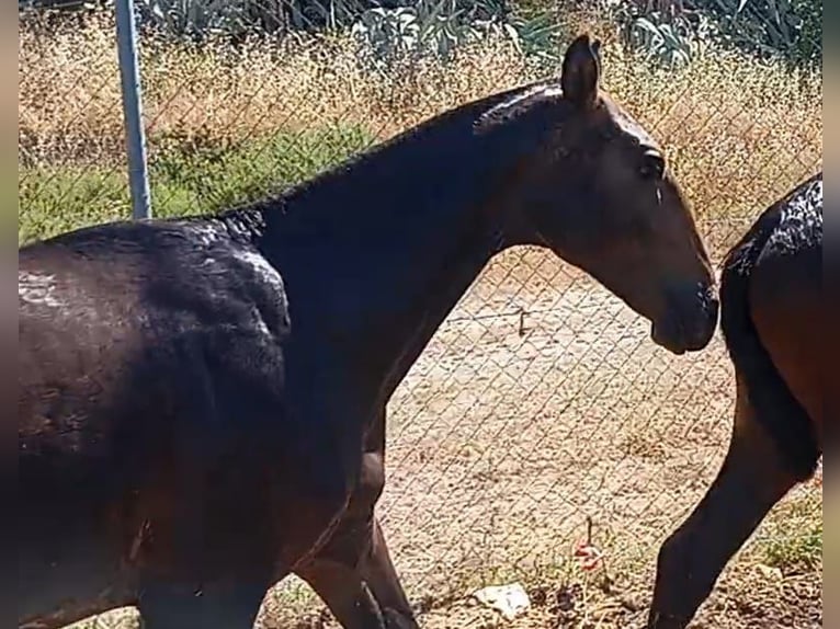 Lusitanien Étalon 2 Ans Gris in Tarifa