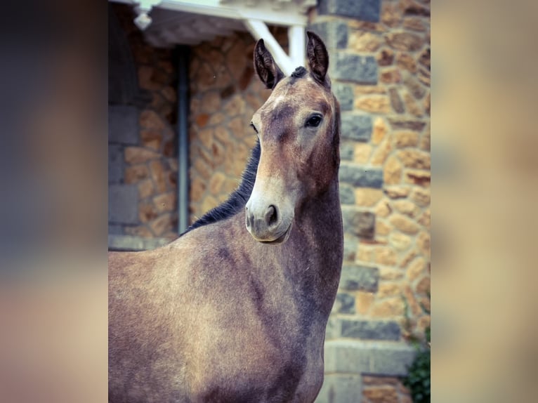 Lusitanien Étalon 2 Ans Gris in Plerneuf
