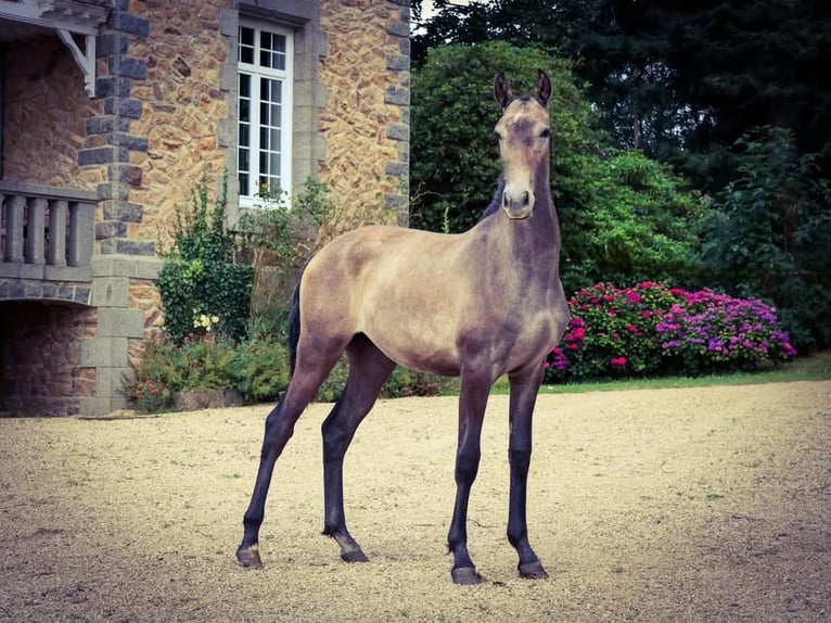Lusitanien Étalon 2 Ans Gris in Plerneuf