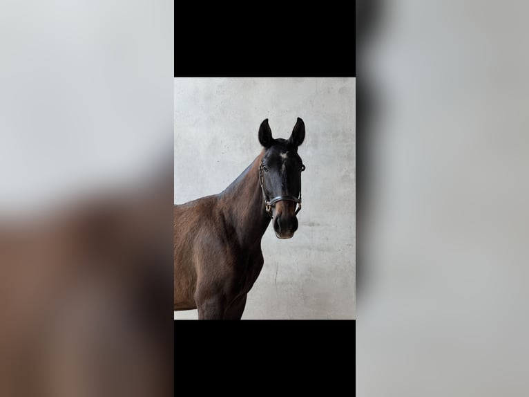 Lusitanien Étalon 2 Ans Gris in Ourém