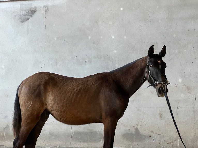 Lusitanien Étalon 2 Ans Gris in Ourém
