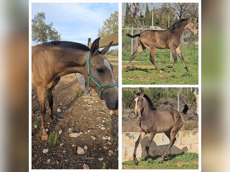 Lusitanien Croisé Étalon 2 Ans Isabelle in Incainca