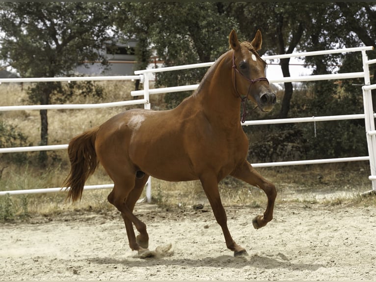 Lusitanien Croisé Étalon 3 Ans 147 cm Alezan in La Cabrera