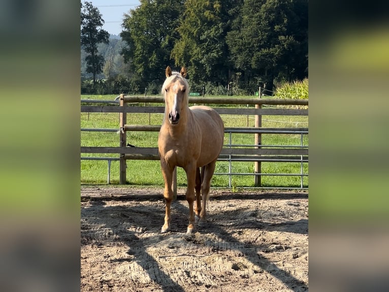 Lusitanien Étalon 3 Ans 152 cm Palomino in Oberentfelden