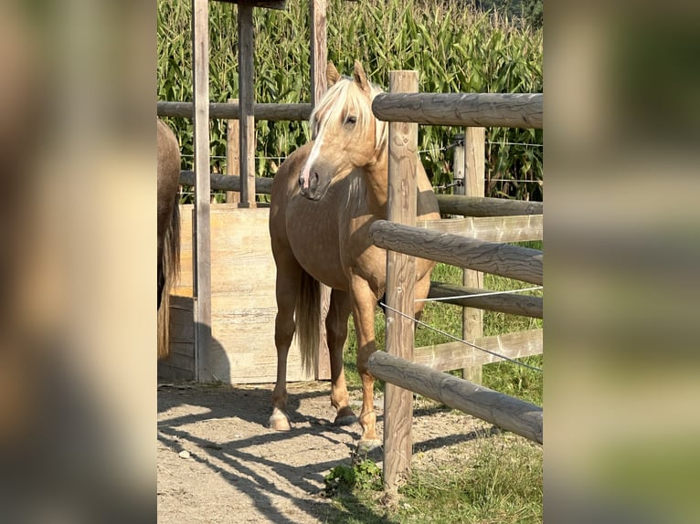 Lusitanien Étalon 3 Ans 152 cm Palomino in Oberentfelden