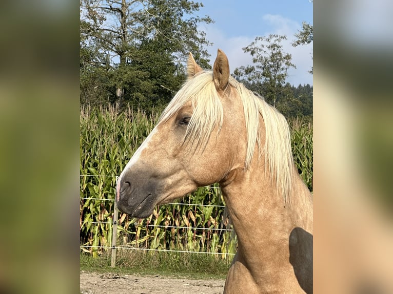 Lusitanien Étalon 3 Ans 152 cm Palomino in Oberentfelden