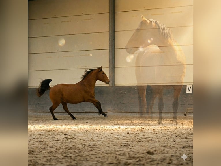 Lusitanien Étalon 3 Ans 154 cm Bai in Marnheim