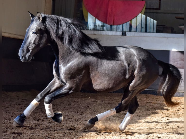 Lusitanien Étalon 3 Ans 155 cm Gris noir in Castanheira do Ribatejo