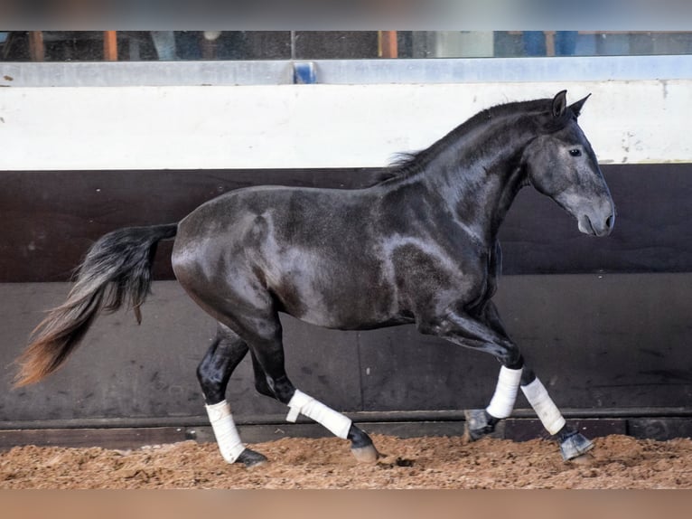 Lusitanien Étalon 3 Ans 155 cm Gris noir in Castanheira do Ribatejo