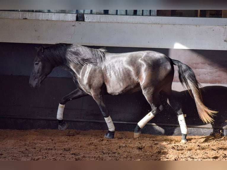 Lusitanien Étalon 3 Ans 155 cm Gris noir in Castanheira do Ribatejo