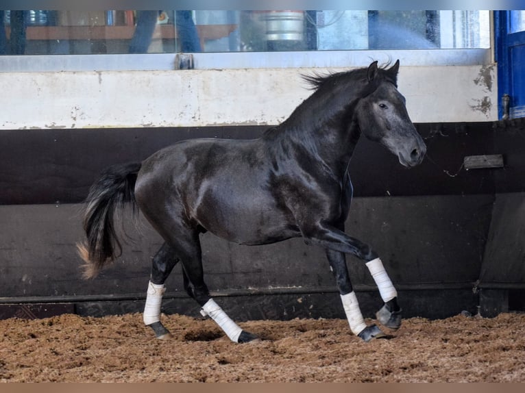 Lusitanien Étalon 3 Ans 155 cm Gris noir in Castanheira do Ribatejo