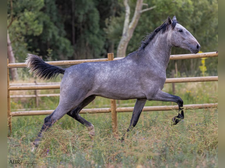 Lusitanien Étalon 3 Ans 155 cm Rouan bleu in St. Estevao