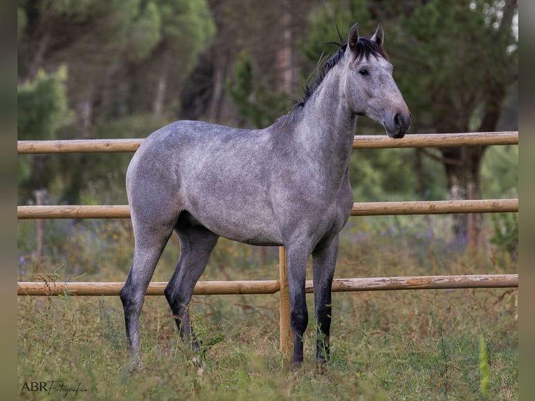 Lusitanien Étalon 3 Ans 155 cm Rouan bleu in St. Estevao