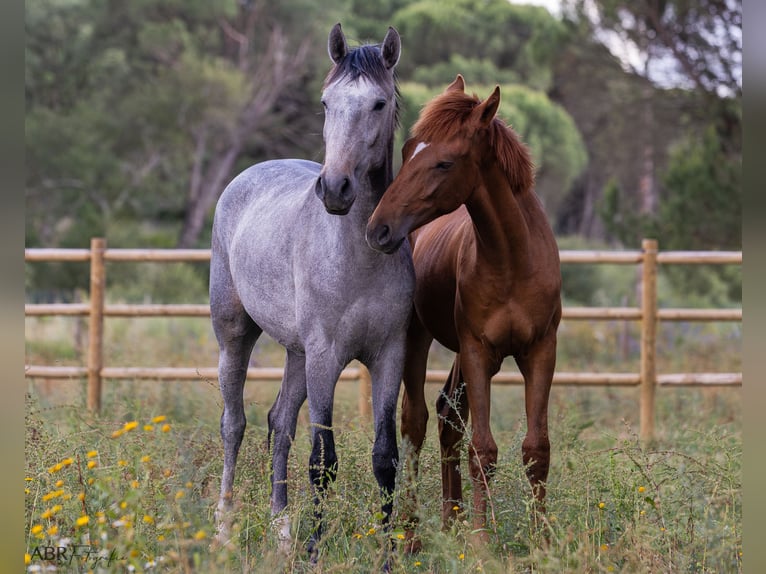 Lusitanien Étalon 3 Ans 155 cm Rouan bleu in St. Estevao