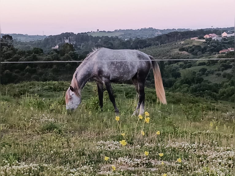 Lusitanien Étalon 3 Ans 156 cm Bai cerise in Torres Novas