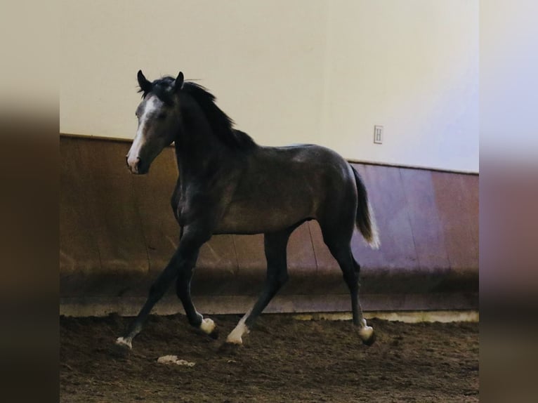 Lusitanien Étalon 3 Ans 156 cm Gris in Salvaterra de Magos