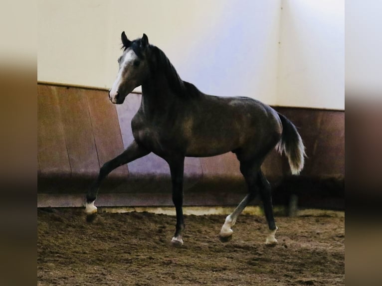 Lusitanien Étalon 3 Ans 156 cm Gris in Salvaterra de Magos