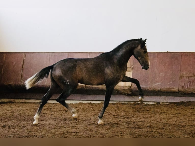 Lusitanien Étalon 3 Ans 156 cm Gris in Salvaterra de Magos