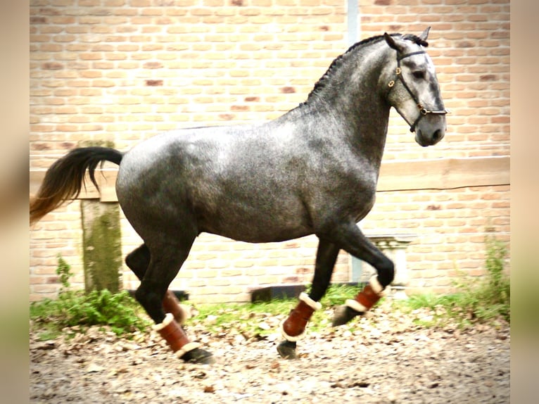 Lusitanien Étalon 3 Ans 156 cm Gris in Bredene