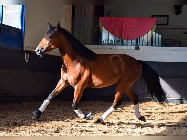 Lusitanien Étalon 3 Ans 157 cm Bai cerise in Carregado, Lisboa