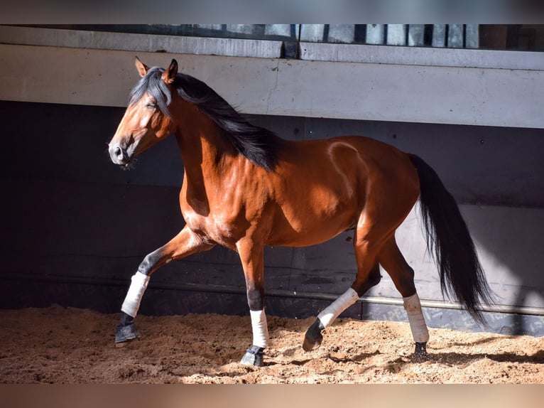 Lusitanien Étalon 3 Ans 157 cm Bai cerise in Carregado, Lisboa