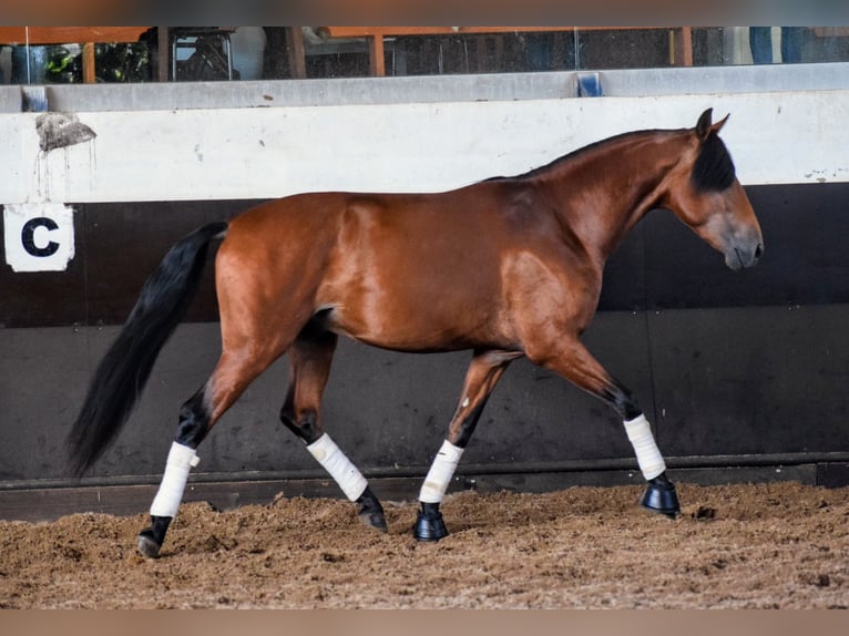 Lusitanien Étalon 3 Ans 157 cm Bai cerise in Carregado, Lisboa