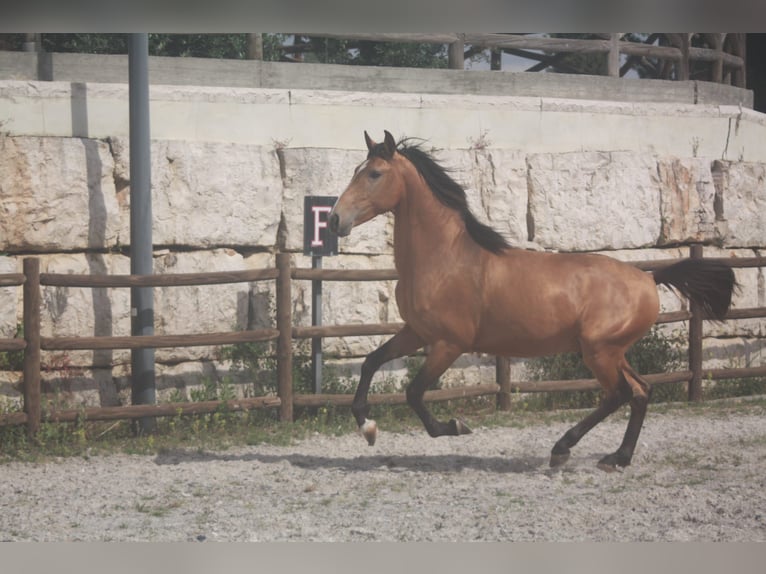 Lusitanien Étalon 3 Ans 158 cm Bai cerise in Torres Novas