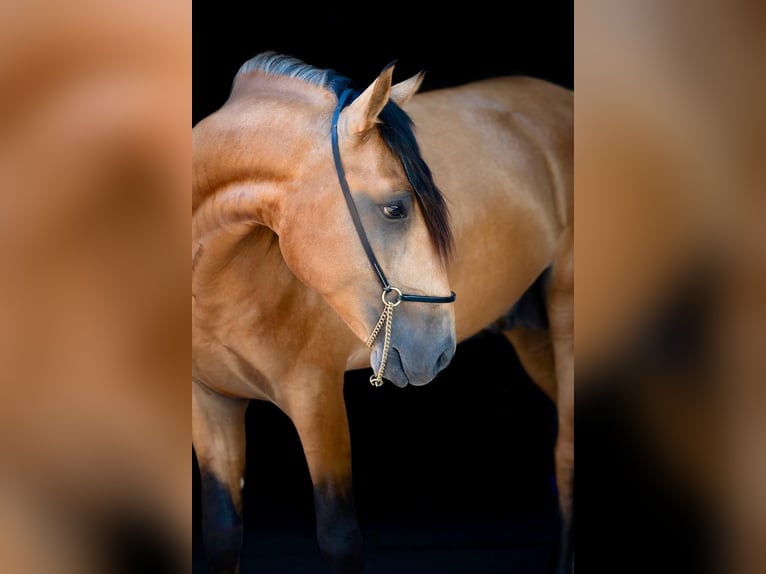 Lusitanien Étalon 3 Ans 158 cm Buckskin in Martfeld