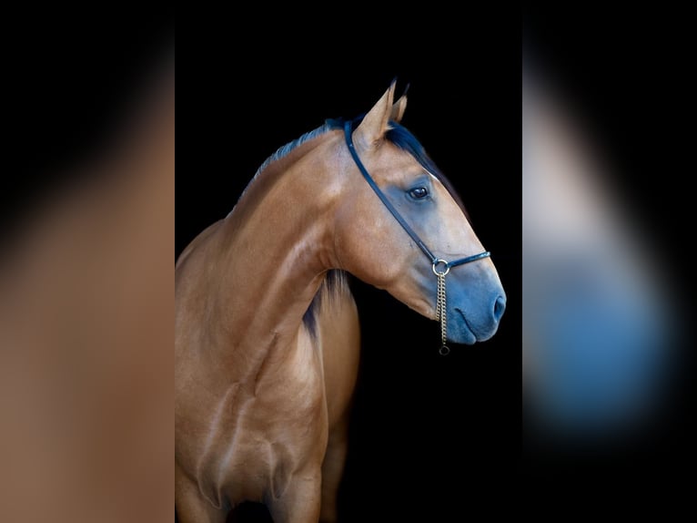 Lusitanien Étalon 3 Ans 158 cm Buckskin in Martfeld