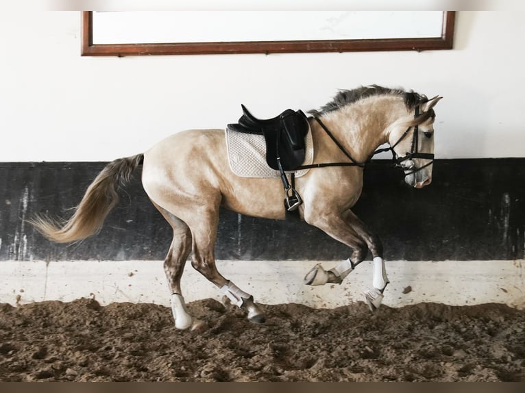 Lusitanien Étalon 3 Ans 158 cm in Coruche