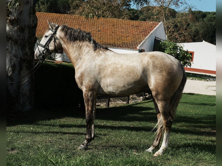 Lusitanien Étalon 3 Ans 158 cm in Coruche