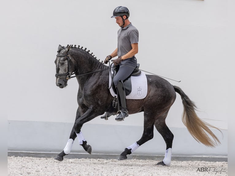 Lusitanien Étalon 3 Ans 158 cm Gris noir in Vale do Pau Queimado