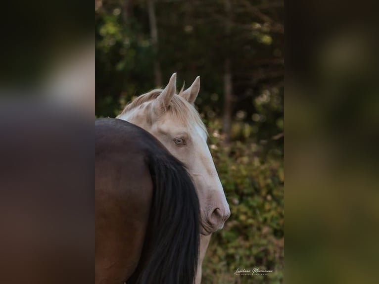 Lusitanien Étalon 3 Ans 158 cm Perlino in Rio Maior