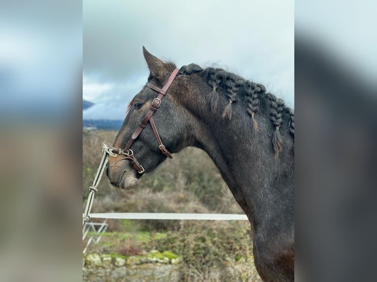 Lusitanien Étalon 3 Ans 159 cm Aubère in Madrid