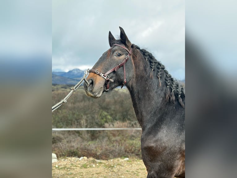 Lusitanien Étalon 3 Ans 159 cm Aubère in Madrid