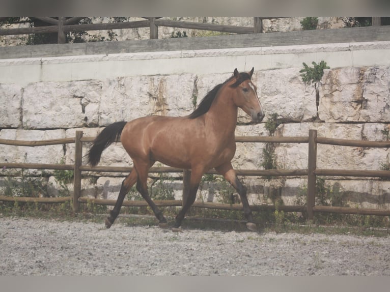 Lusitanien Étalon 3 Ans 159 cm Bai cerise in Torres Novas