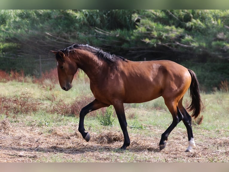 Lusitanien Étalon 3 Ans 159 cm Bai in Rio Maior