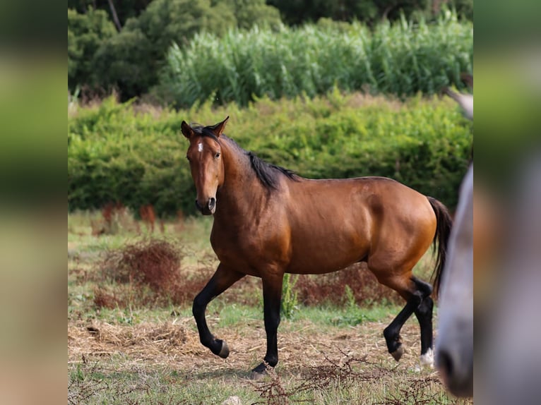 Lusitanien Étalon 3 Ans 159 cm Bai in Rio Maior