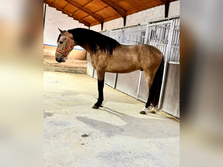 Lusitanien Étalon 3 Ans 159 cm Buckskin in Martfeld