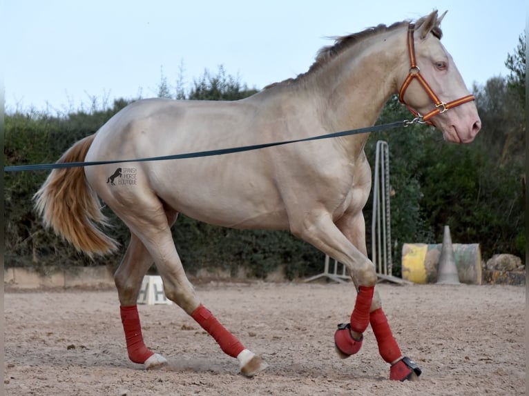 Lusitanien Étalon 3 Ans 159 cm Cremello in Mallorca