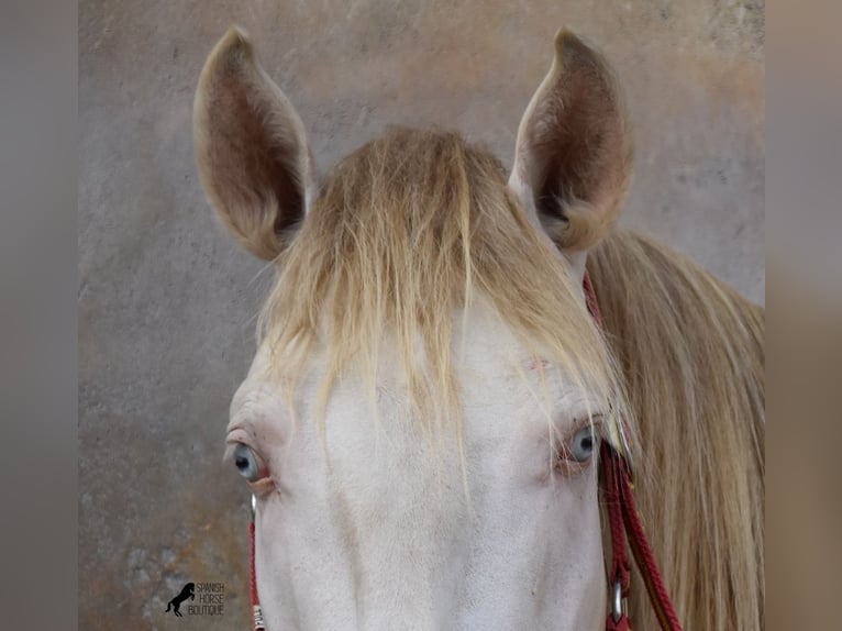 Lusitanien Étalon 3 Ans 159 cm Cremello in Mallorca