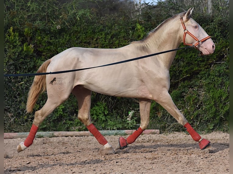 Lusitanien Étalon 3 Ans 159 cm Cremello in Mallorca